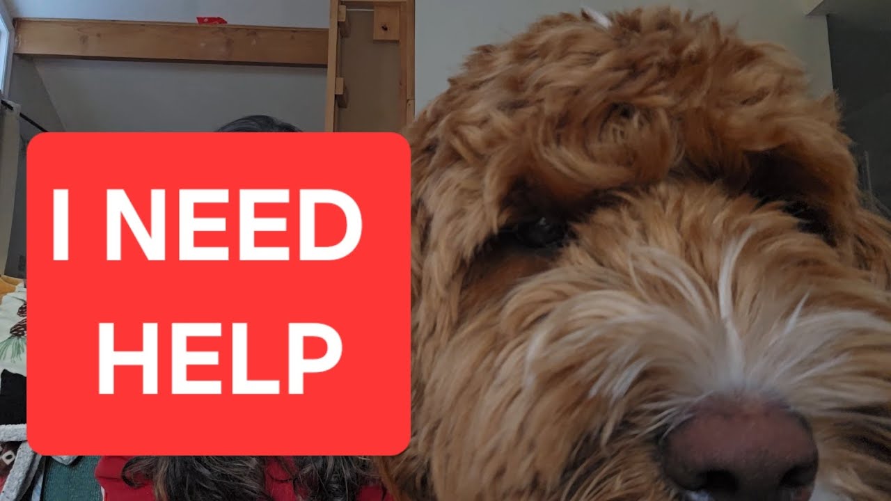 Let's chat about reactive dogs
