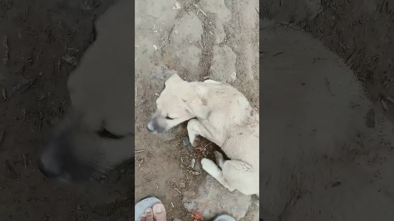18 January 2026 short video dog 🐕🐕