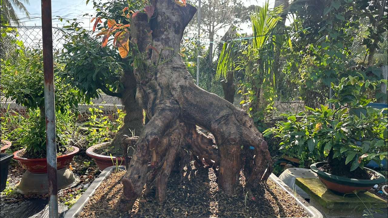 Có nên mua mai phôi mùa lạnh , cách xử lý mai phôi mùa lạnh ,0984669091 thuận ( Zalo)
