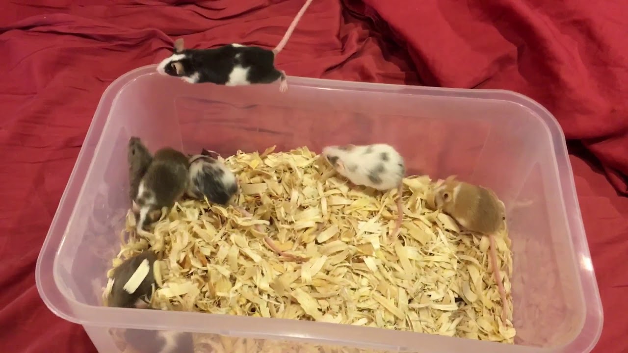 How to safely pick up mice by the tail
