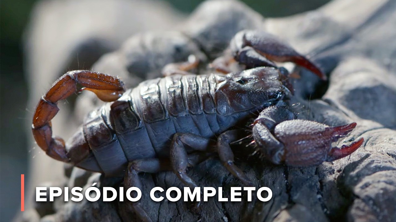 Caçadores Venenosos: Segredos das serpentes, aranhas e escorpiões| Garras e Mandíbulas da África 102