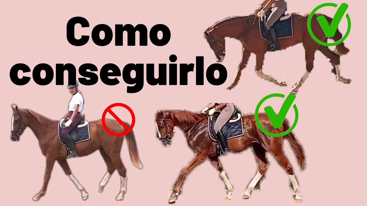 Como poner redondo o hacer streching con un caballo. Como hacerle la boca a un potro en 2 meses