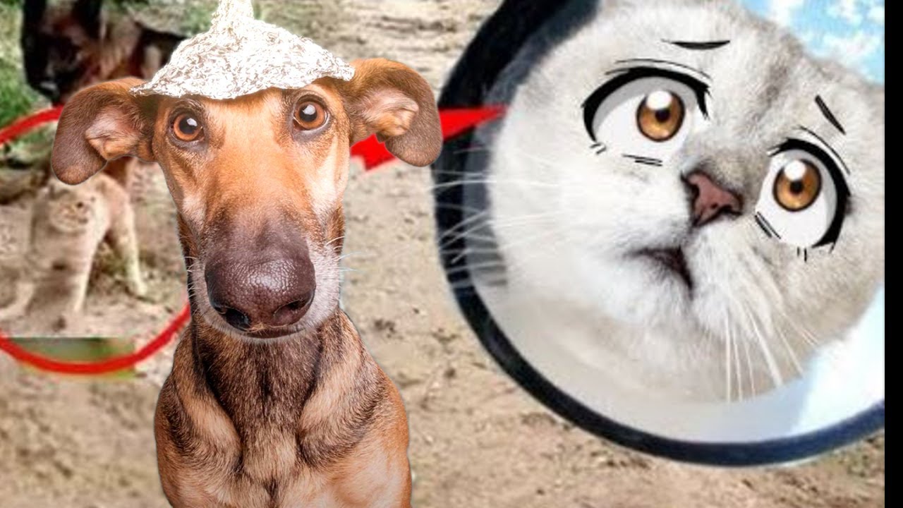 На Кошечку Марфу НАПАЛИ собаки!