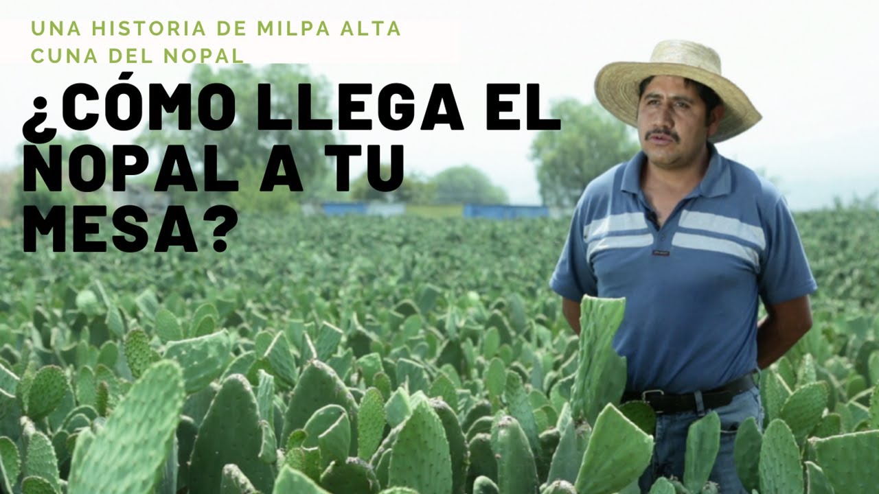 COSECHAR NOPALES | CON RESPETO A LA TIERRA