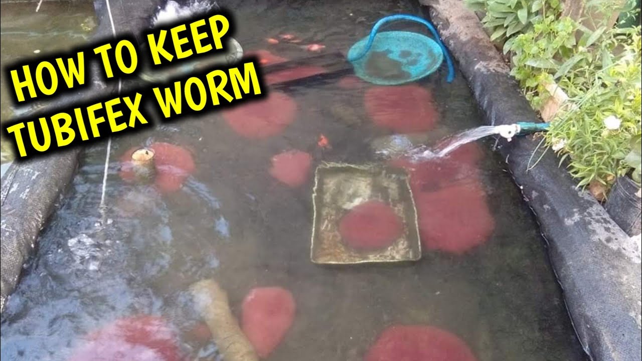 how to keep tubifex worm at home | Tubifex worm care