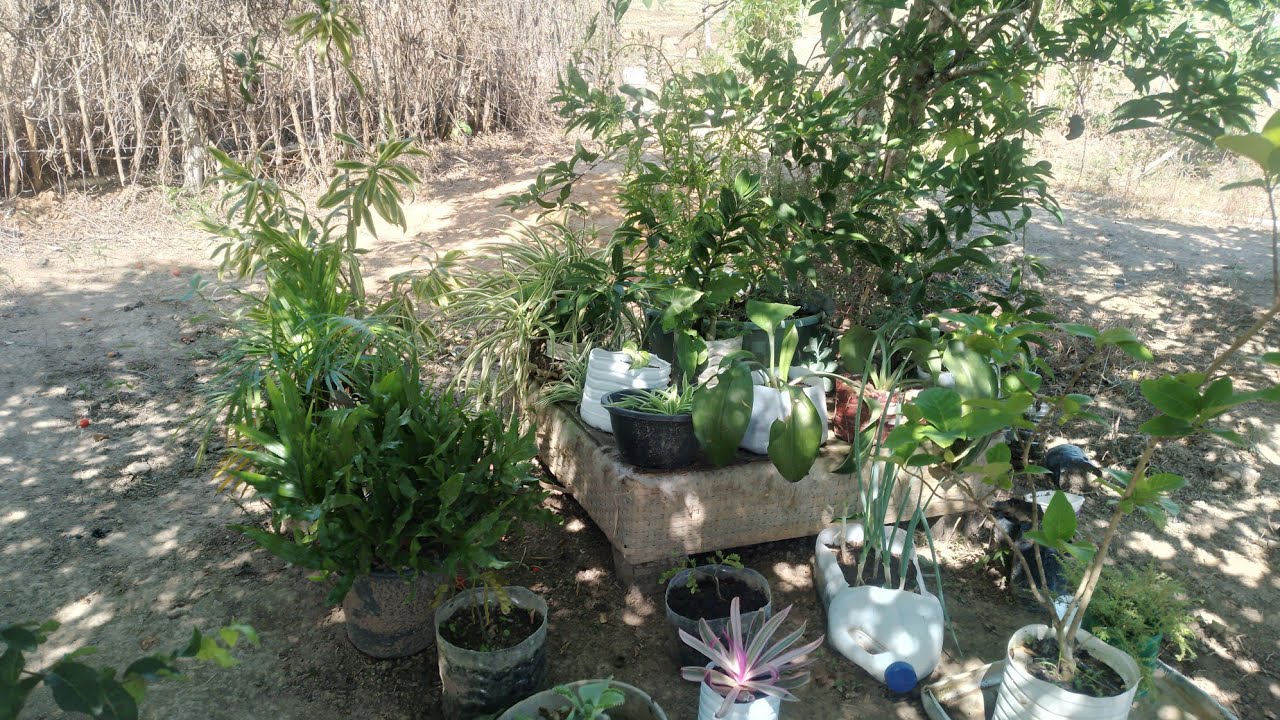 Cuidando das plantas /ajudei mamãe fazer o almoço