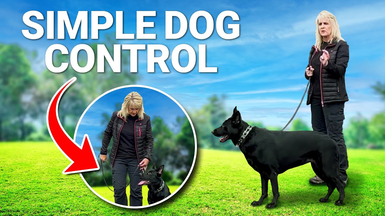 How to Walk a STRONG Dog with No Effort at All!