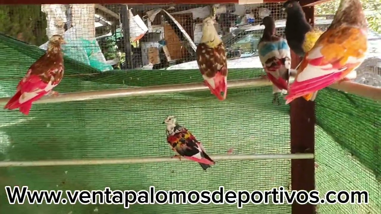 PELECHANDO PALOMOS COMO ANTIGUAMENTE... www.ventapalomosdeportivos.com