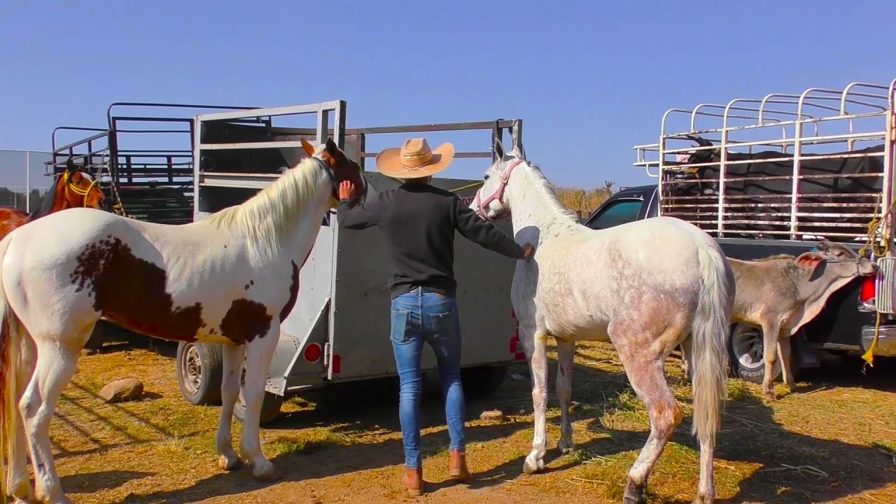 Mi Caballo en Venta ♞  Rancho El Dorado