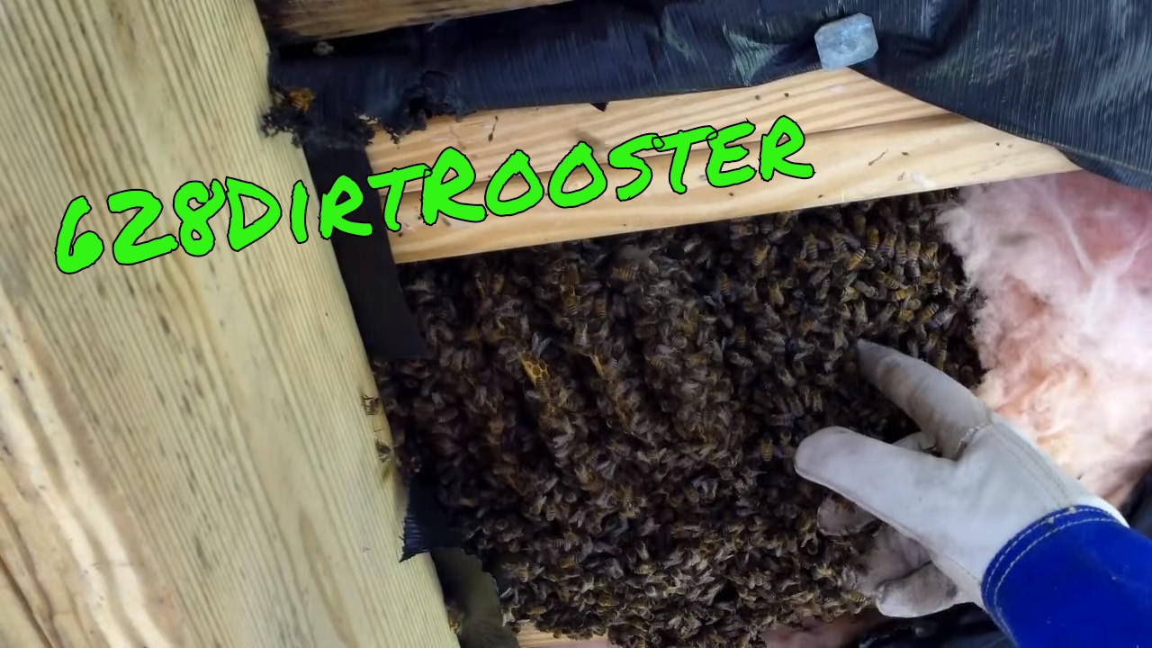Hive Removal Under Elevated Home - Ansley Mississippi