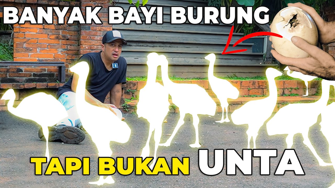 BIKIN KEJUTAN BAYI BURUNG MIRIP BANGET BAYI BURUNG UNTA UNTUK KEEPER GW..!