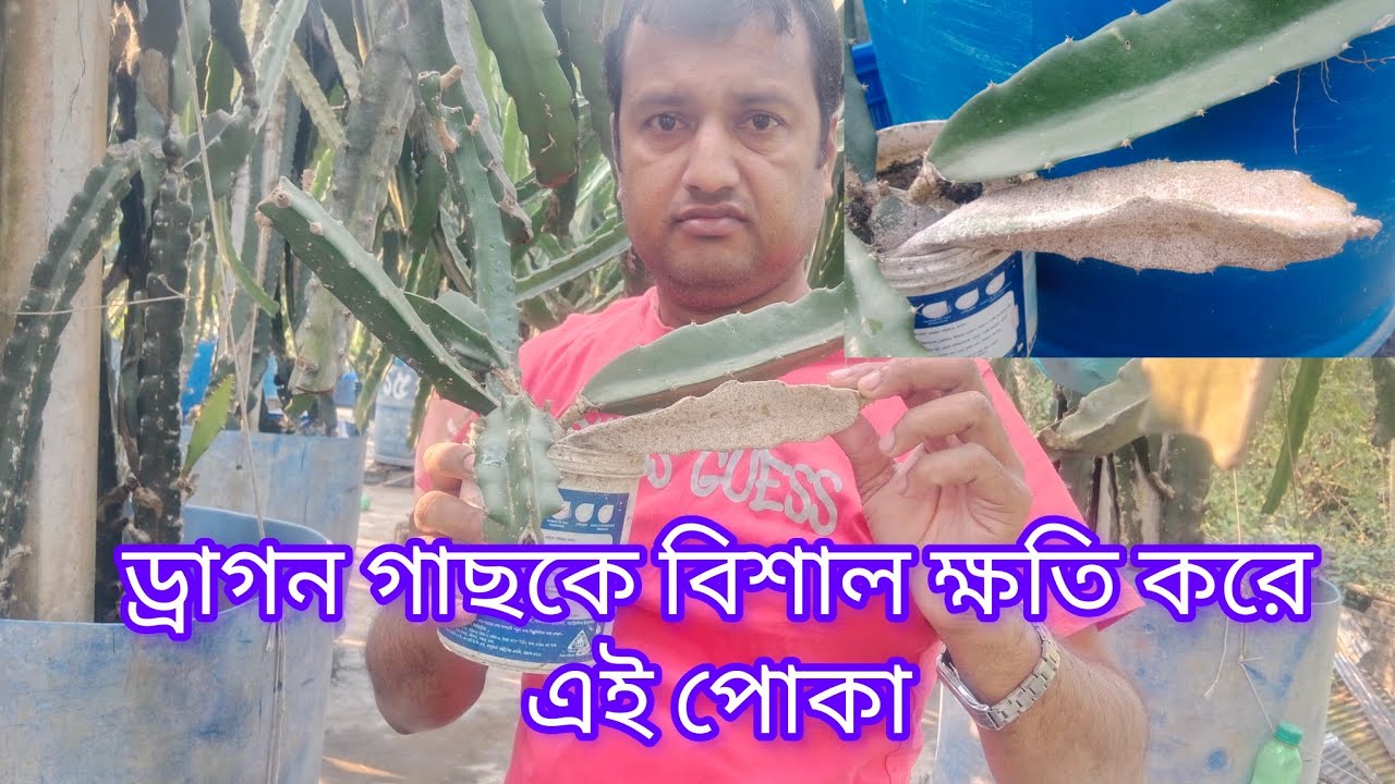 ড্রাগন গাছে এই পোকার আক্রমণ থেকে সাবধান,,,চারার জন্য-০১৭১০-০৩৫৭৭৮.