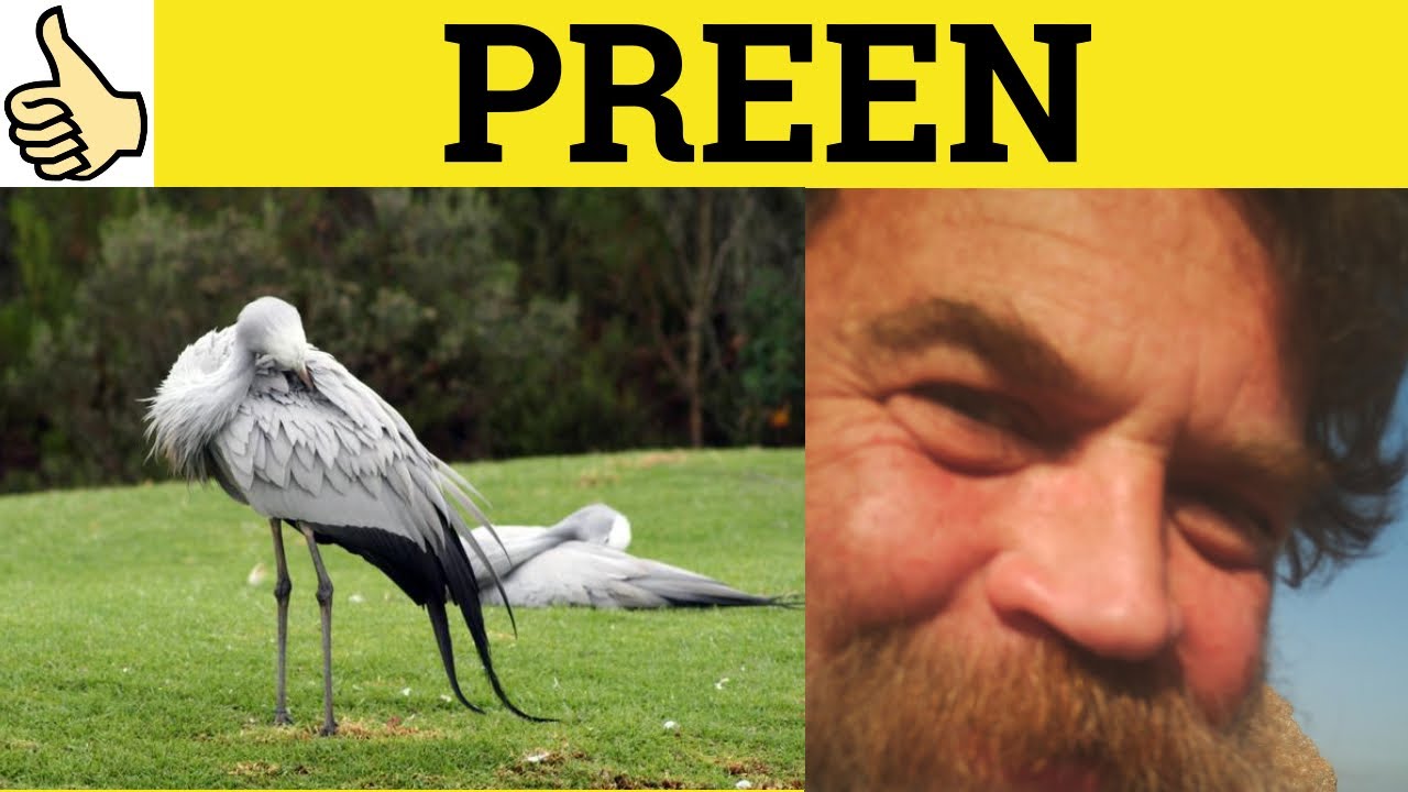 🔵Preen Meaning - Preen Examples - Preen Defined - Preened Preening Preen