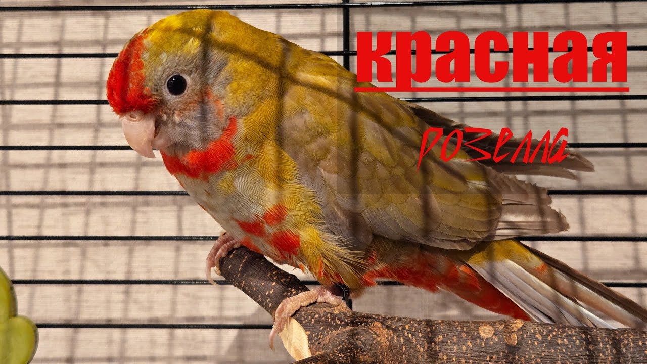 Красная Розелла - будем знакомы. Заселение. Знакомство :)