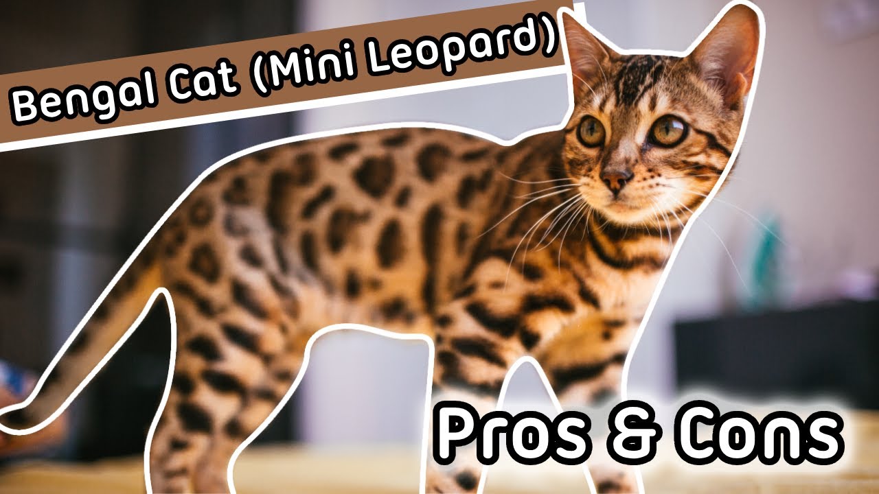Bengal Cat - Little Leopard | First Impression | Exotic Pet Pros and Cons #exoticpet #petcare #cat