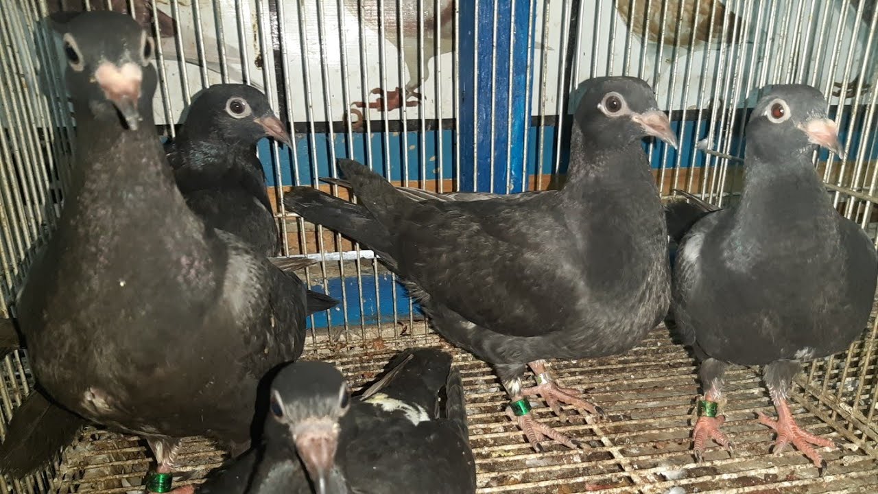 HM isang youngbird AFRICAN BLACK EAGLE ng BIO PIGEONS? loft visit @barako loft tv with ayuda sponsor