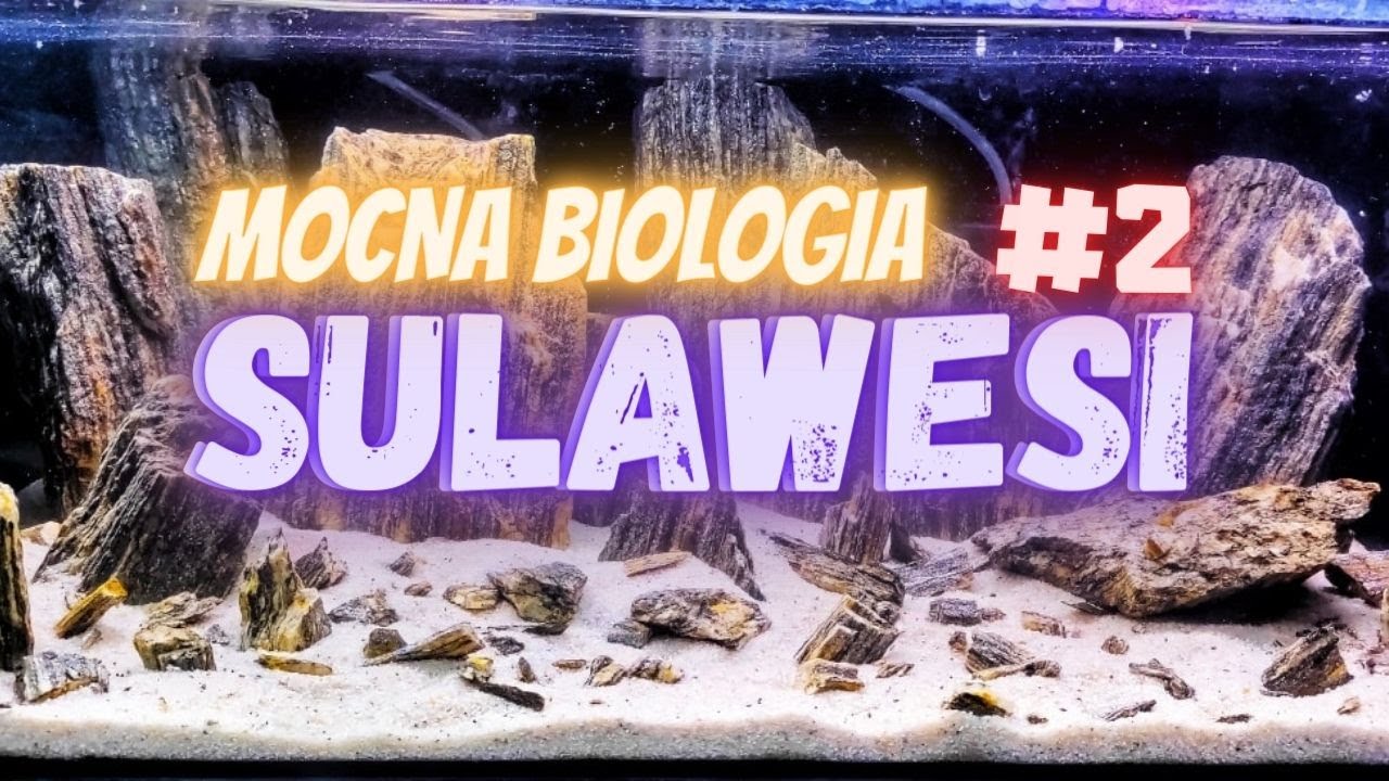 NOWE SULAWESI ODC.2 I MOCNA BIOLOGIA I projekt od A do Z I TETRA EX 700 Plus i TETRA EX 500 Plus