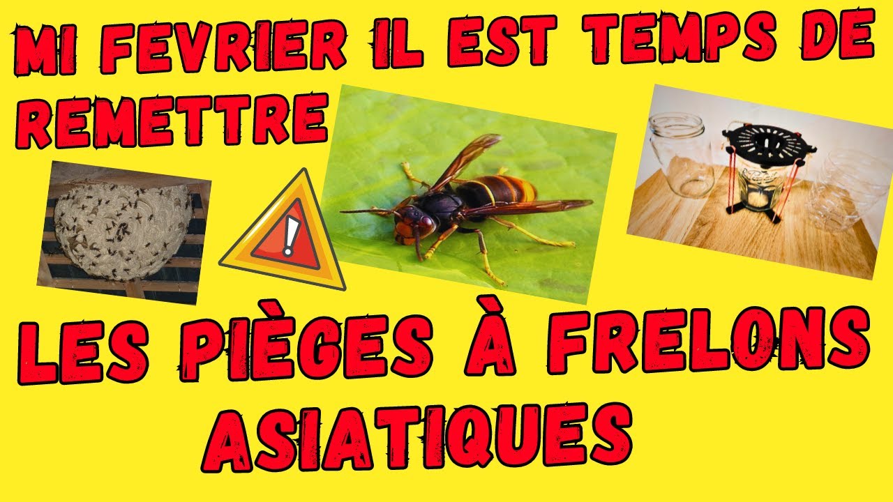 Comment le piéger le frelon asiatique ?