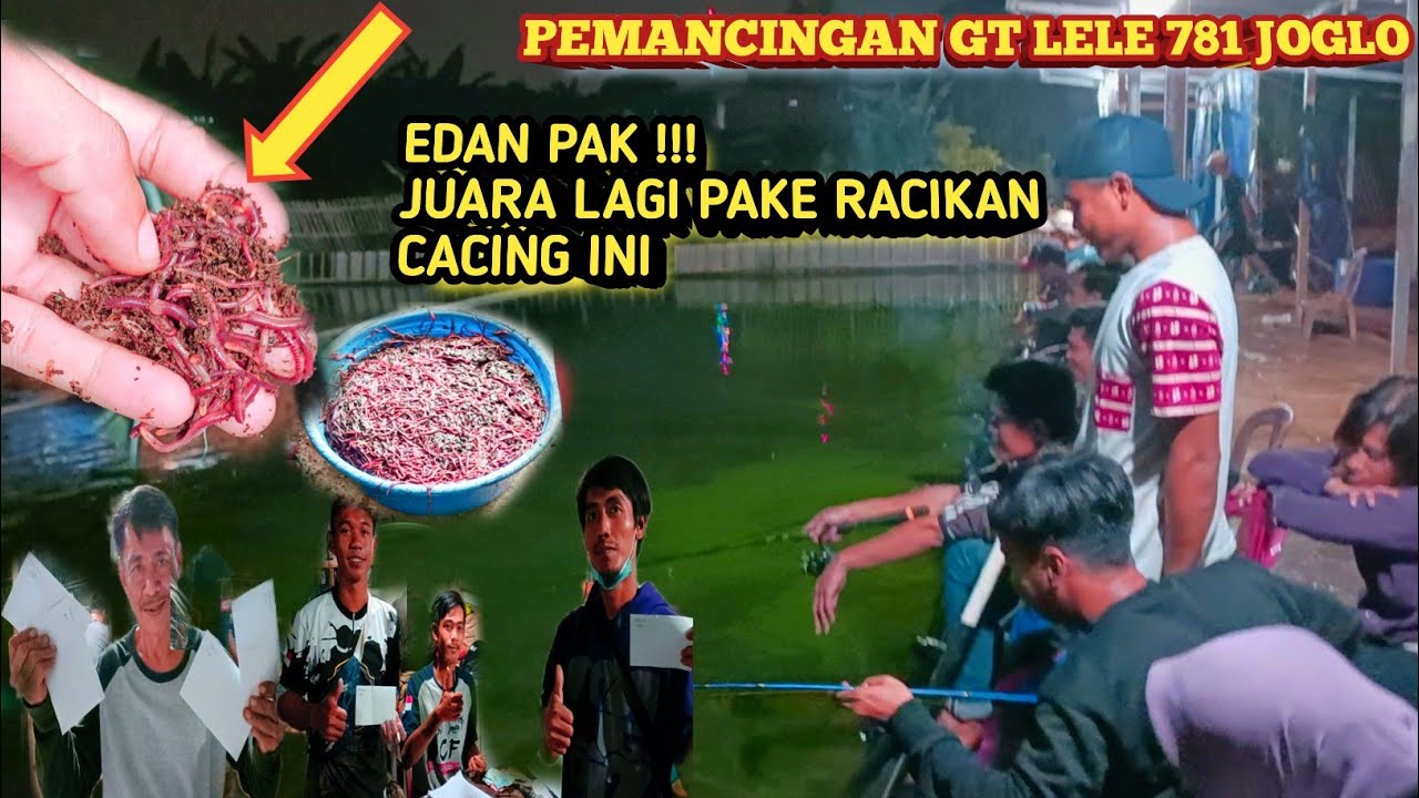 RACIKAN CACING PALING JITU BUAT GALATAMA LELE || BORONG AMPLOP LAGI GAES !!! Terbukti...