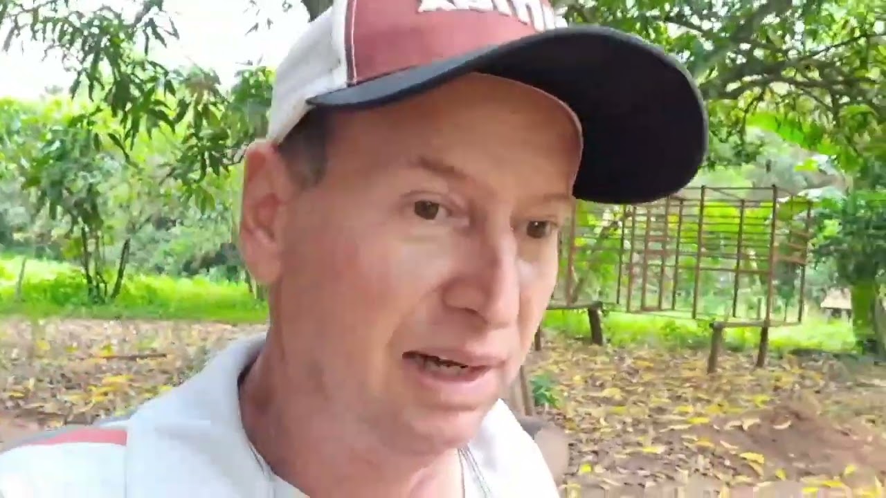 Tivemos que plantar uma parte da nossa roça de silagem de novo.