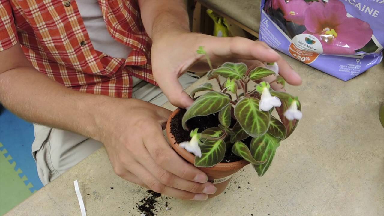 Repotting Gloxinella - Gesneriad