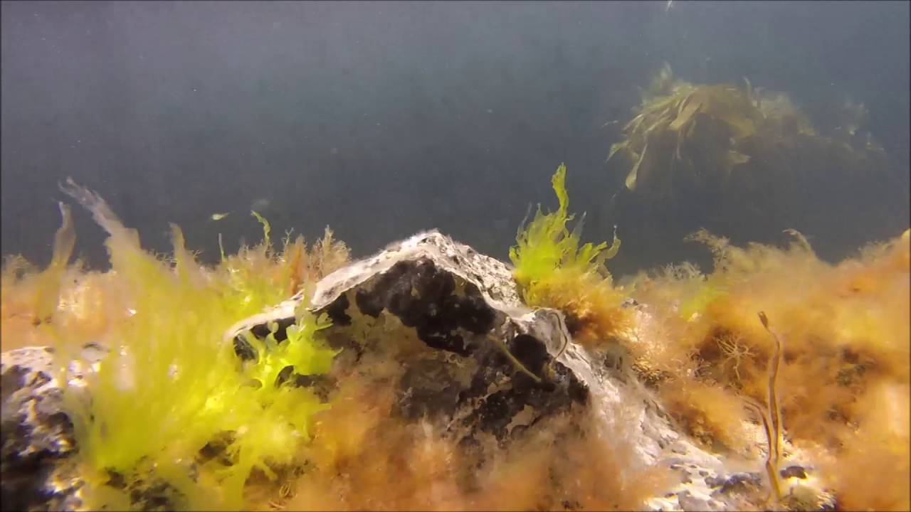 Durdle Door Snorkel