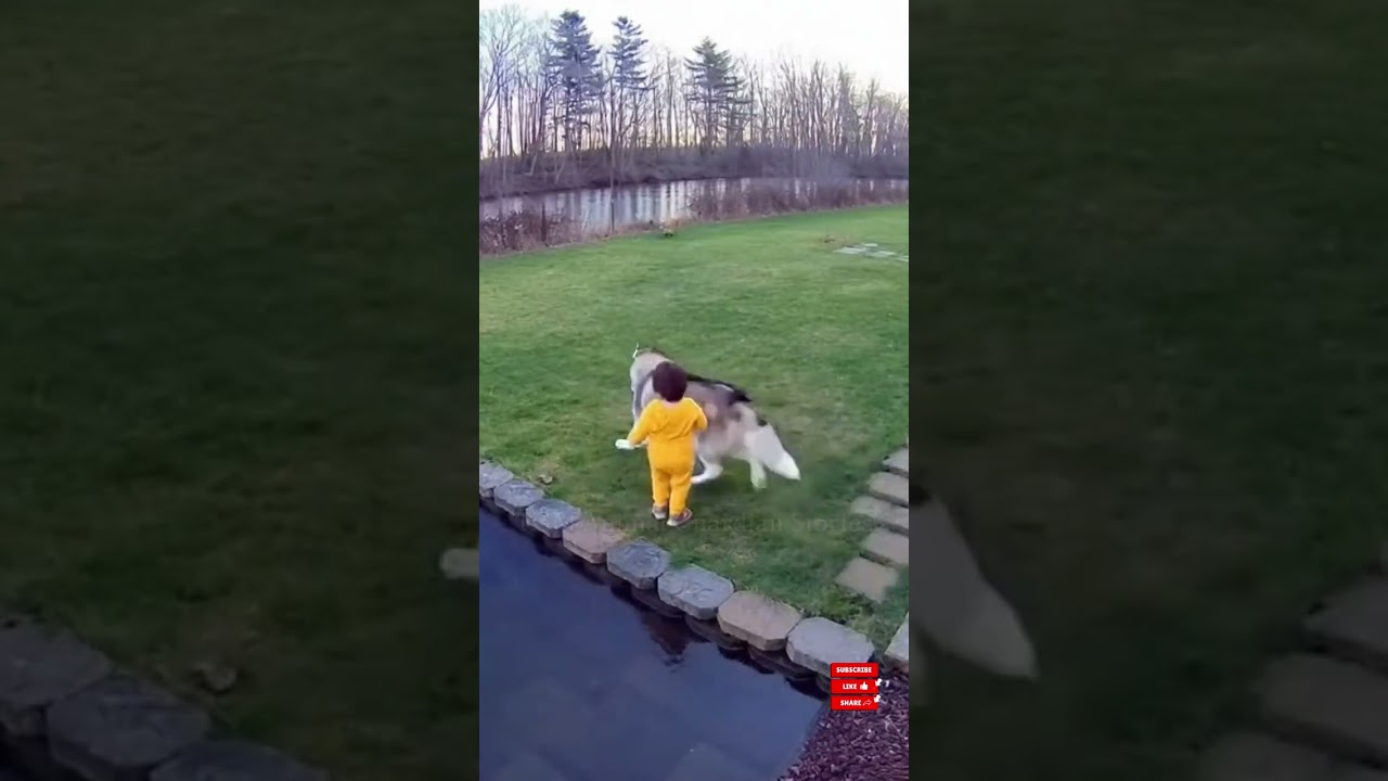 Golden Retriever Blocks Wild Fox to Protect Child | Incredible Animal Instincts 