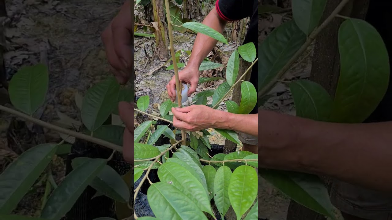 Dec 2021. Amazing grafting skills!😱 Grafting a musang king durian.