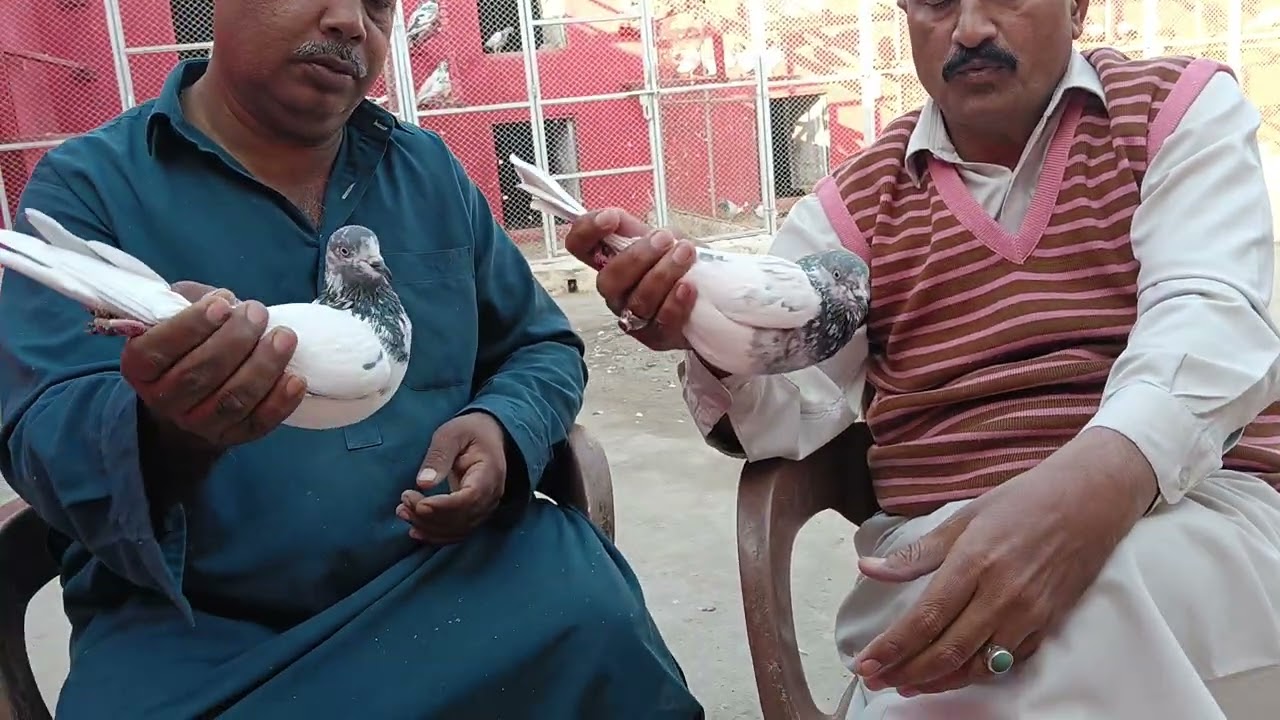 Anmol bridr Ustad Akmal Khan blod line oner Ustad Mushtaq Ahmad pigeon sale point mianwali 