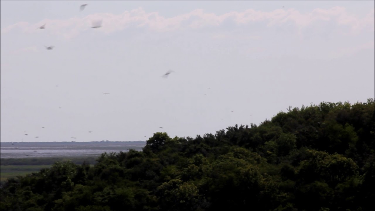 Wingshooting Argentina  - High Volume Dove Hunting - Benedicta Outfitters