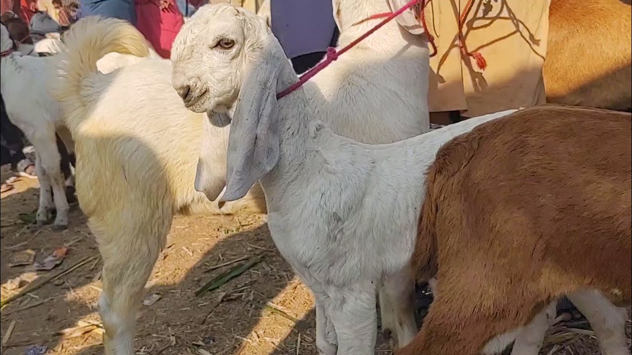 Bakra Mandi Todays update 
