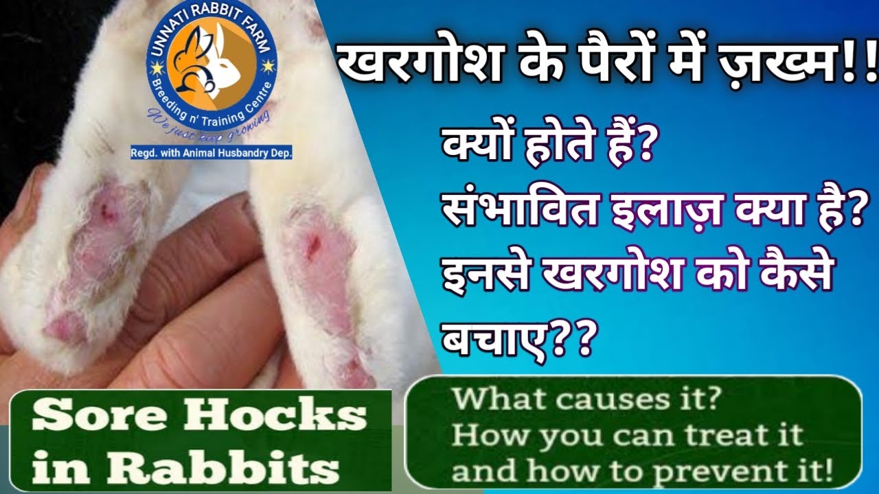 खरगोश के पैरों में ज़ख्म के कारण,उपचार और रोकथाम ll Sore Hocks in Rabbits Cause,Treatment n Prevent