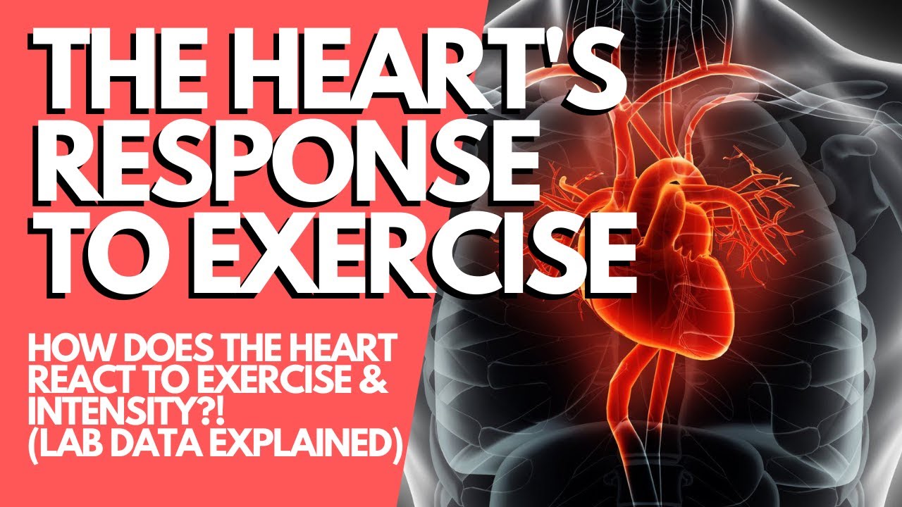 HOW & WHY HEART RATE CHANGES WITH EXERCISE INTENSITY: Cardiovascular Responses in the Lab