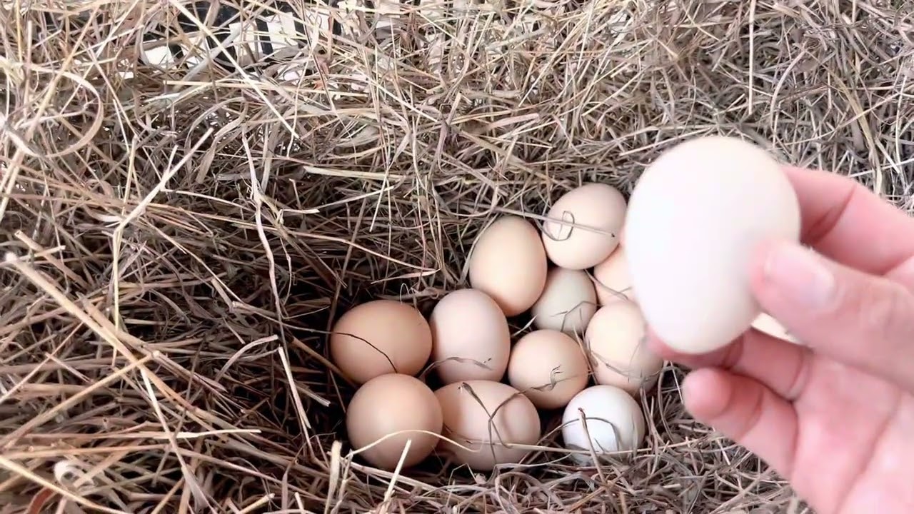 PREPARO NIDO🪺 PARA GALLINA 🐓 CLUECA|TE MUESTRO C&Oacute;MO HACER UN NIDO| PRINCIPIANTES