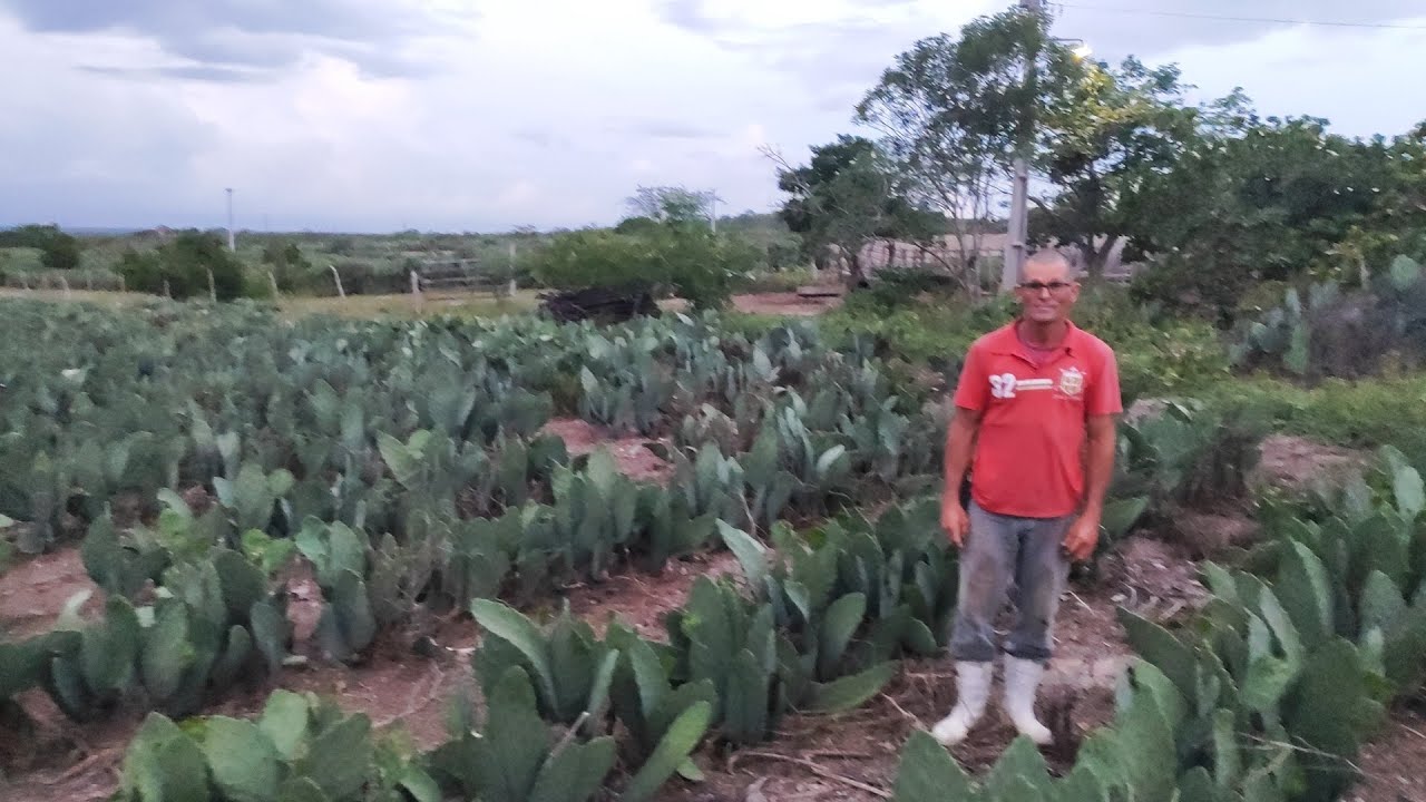 HUGO COLOCA HERBICIDA NA PALMA PARA MATAR O MATO E DEU CERTO VEJA COMO ELAS FICARAM.