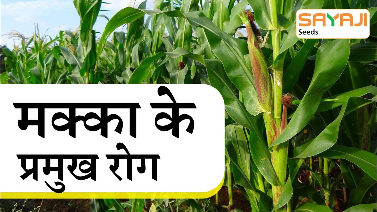 मक्के के 3 भारी-जोखिम रोग और उसका प्रबंधन | 3 high-risk maize diseases and their management