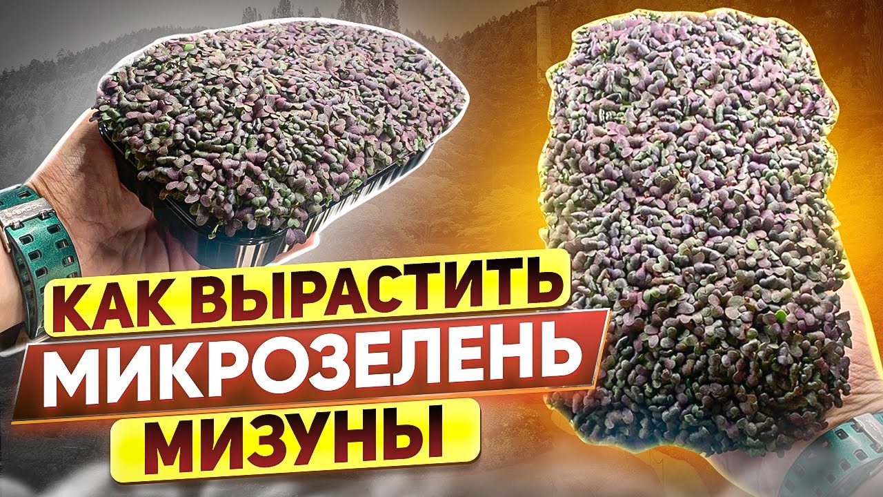 Как вырастить микрозелень мизуны? Технология выращивания!
