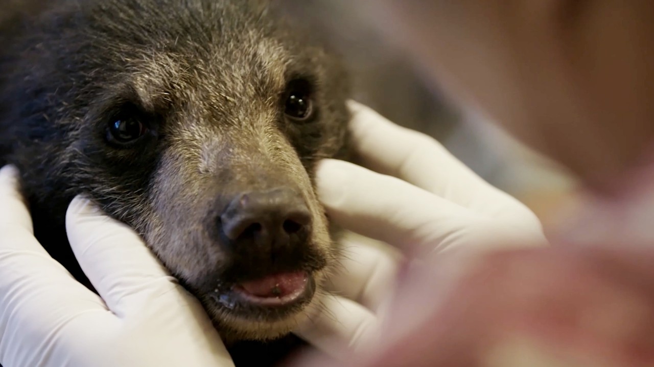 We Lived with 21 Apex Predators... Here's What Happened