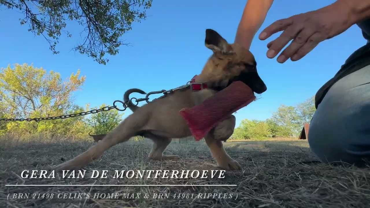 Gera van de Montferhoeve, The puppy is 53 days old / part 2