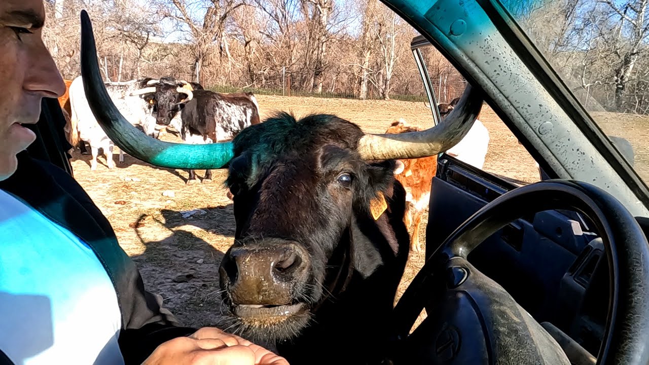 Dando de Comer a Los Toros Bravos de BellaLucia y CaraBlanca 2022