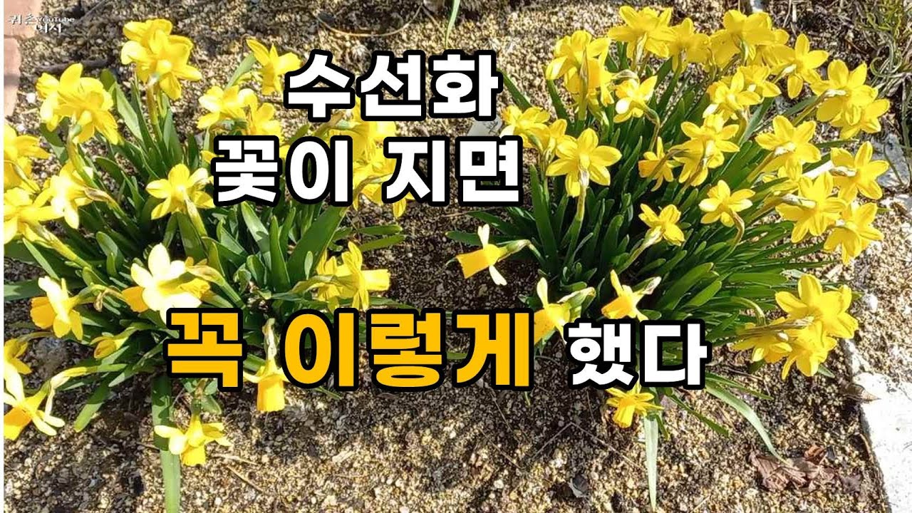 수선화 수십배로 늘리려면 / 수선화 꽃이 지고 나면 꼭 이렇게 해 준다 /미니 수선화 구근키우기