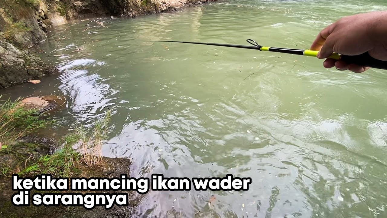 strike tiada henti!!!🎣mancing ikan wader dibawah jembatan