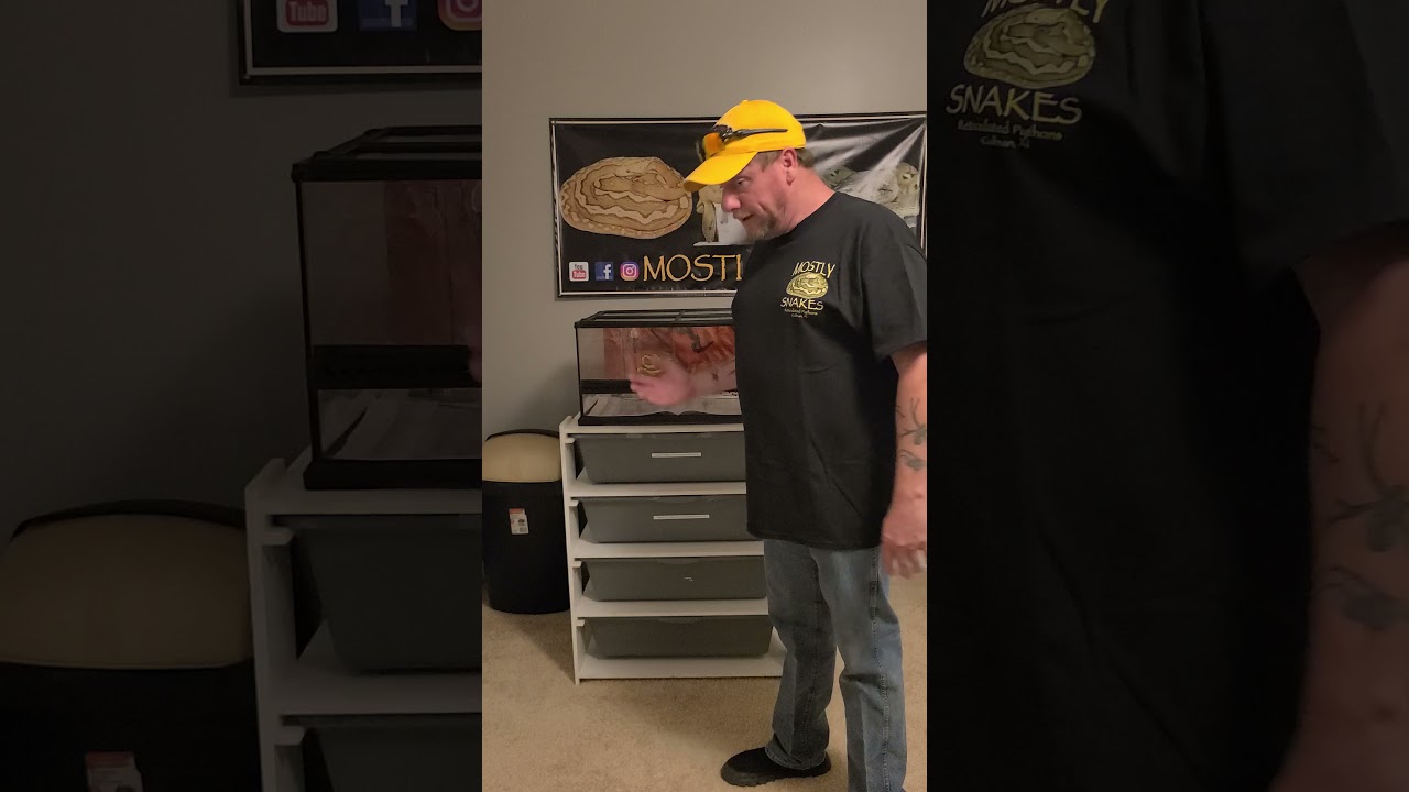 Basic Reptile Tub Set Up.