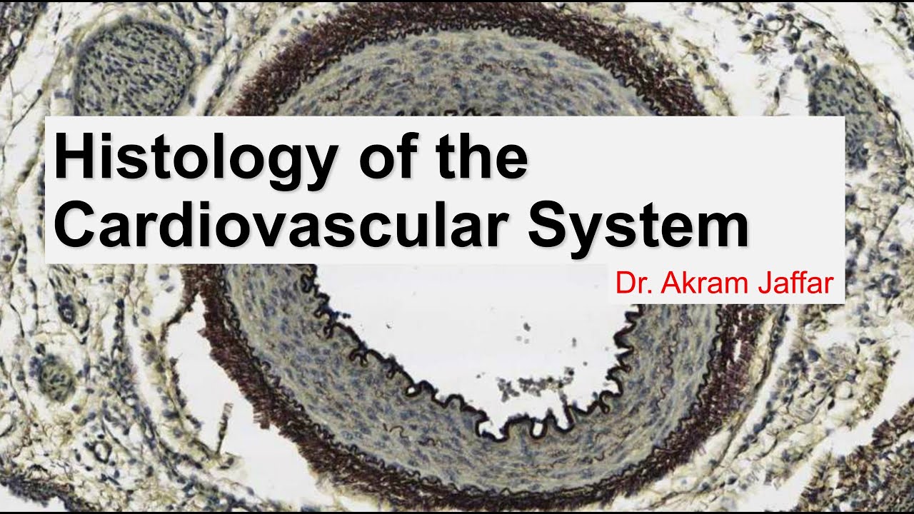 Histology of the cardiovascular system + Anki flashcards