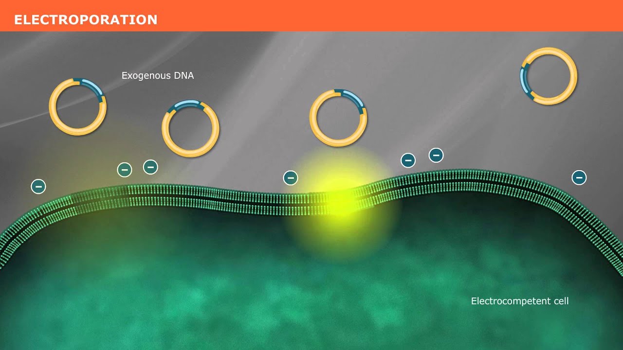 The Mechanism of Transformation with Competent Cells