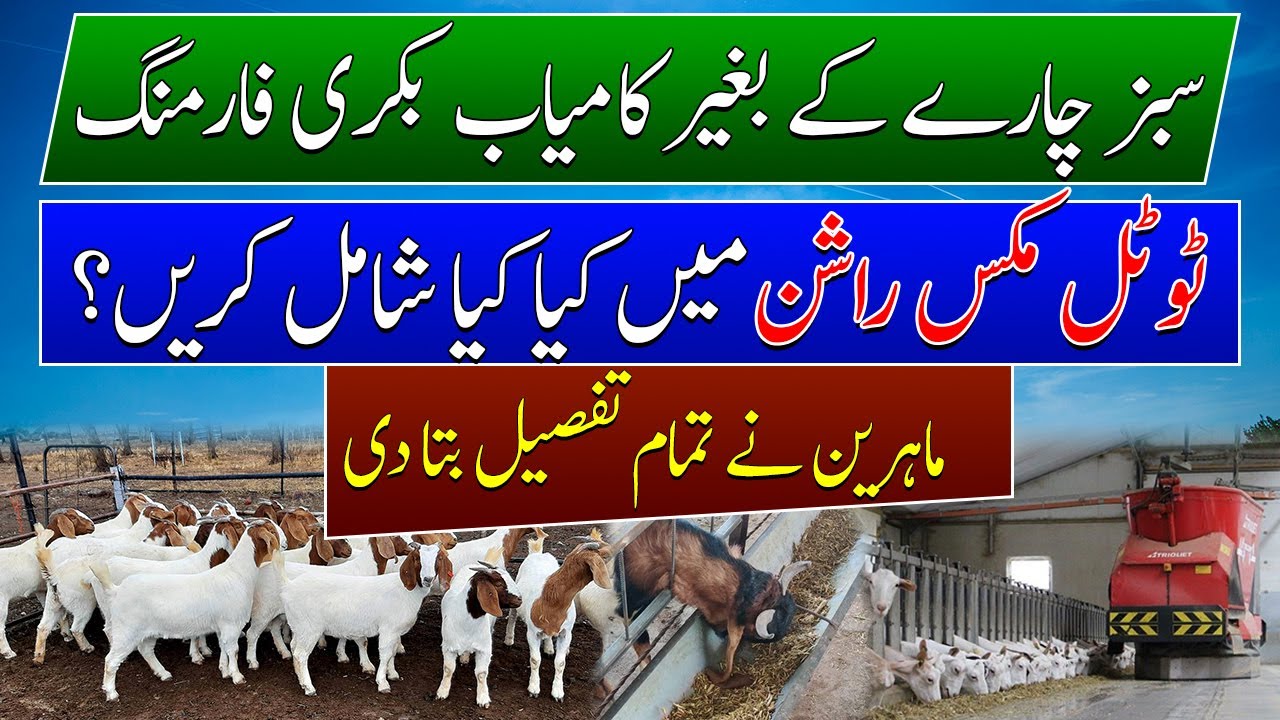 TMR formulation for sheep goat herd| Small ruminants feed formulation| Feed formulation for goats 