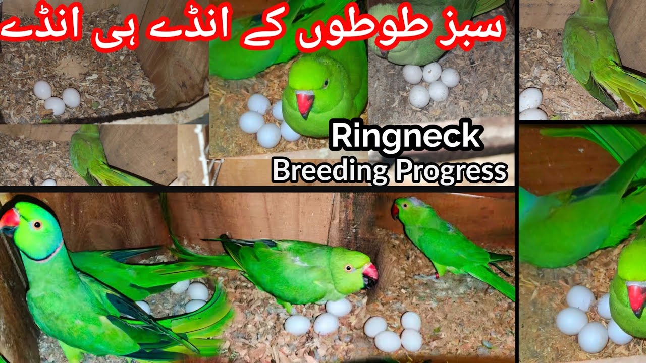 Indian Ringneck Breeding Progress