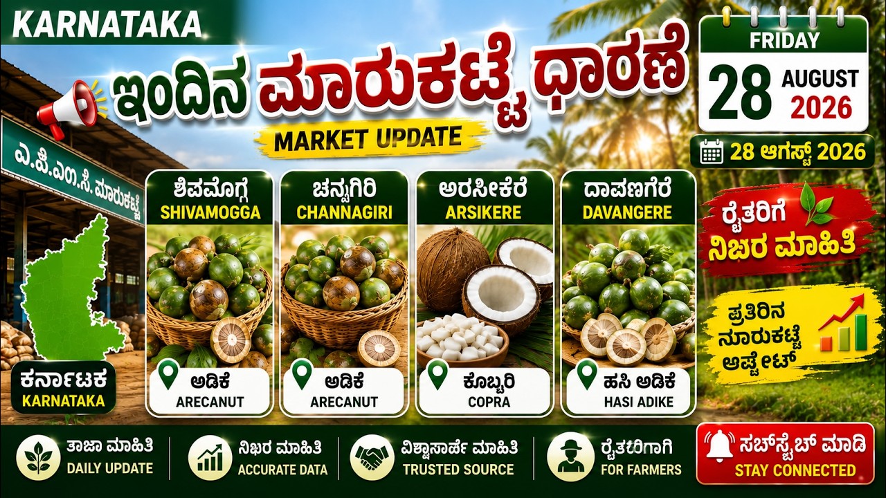 Arecanut Price Today | ಇಂದಿನ ಅಡಿಕೆ ಬೆಲೆ | ಶಿವಮೊಗ್ಗ, ಚನ್ನಗಿರಿ, ದಾವಣಗೆರೆ & ಅರಸೀಕೆರೆ | 28 August 2026