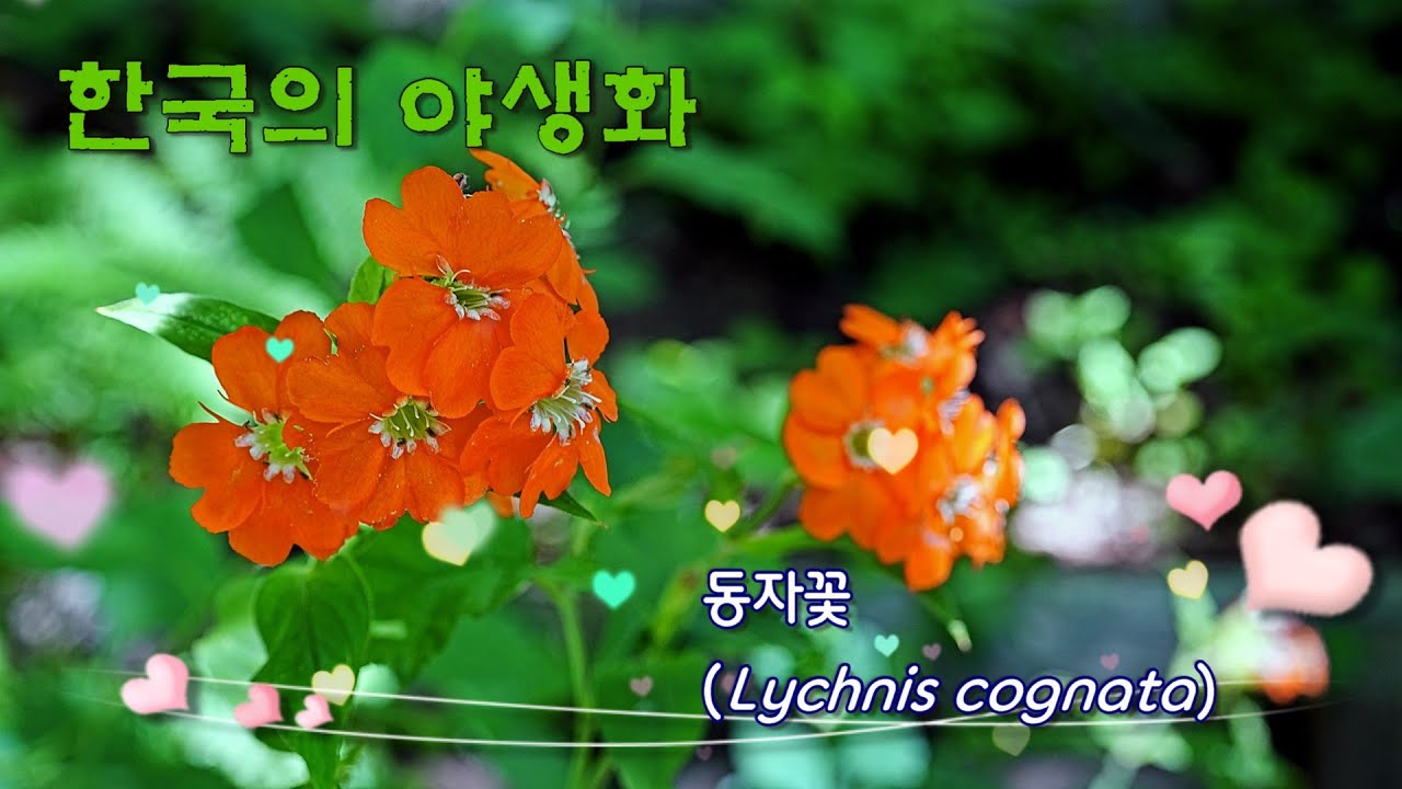 한국의 야생화 - 동자꽃(Lychnis cognata)