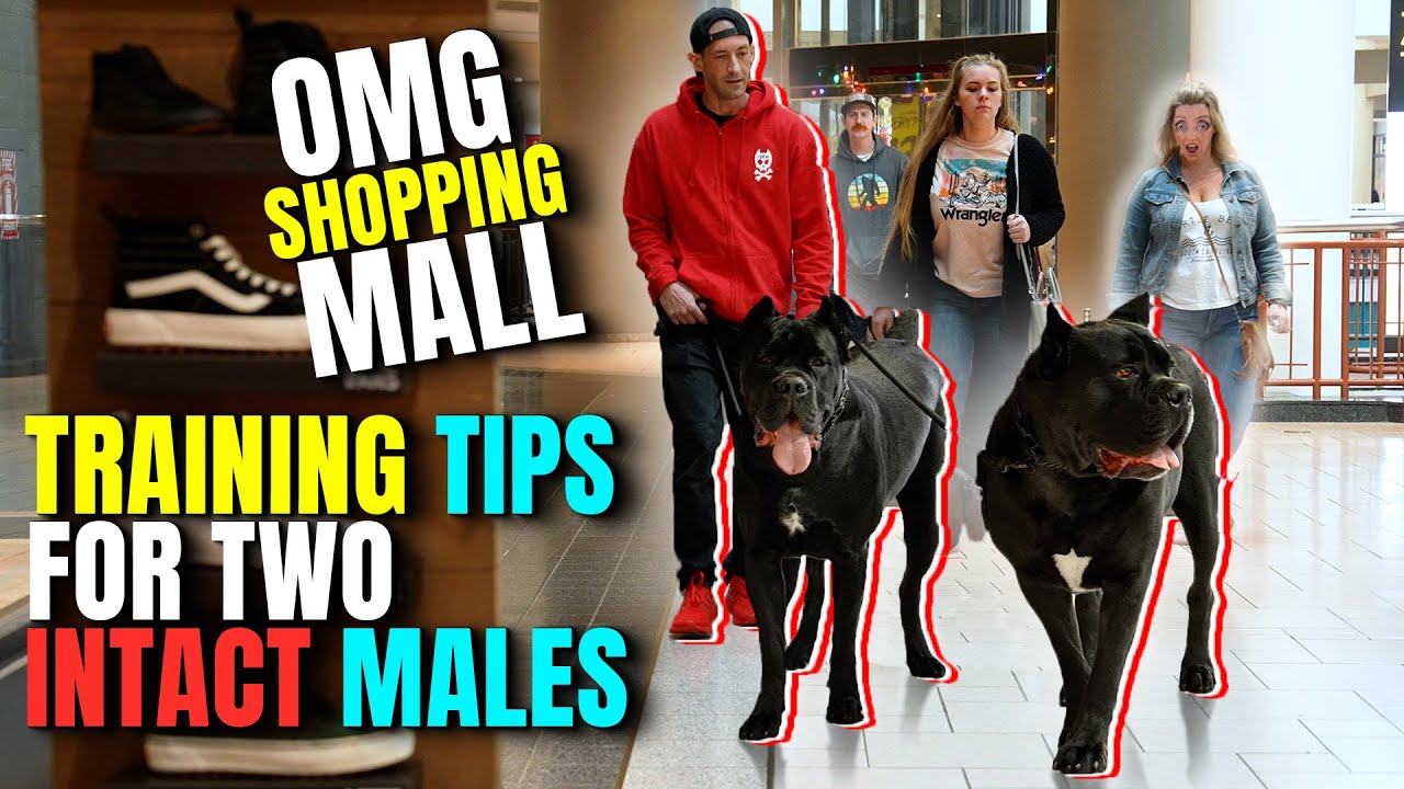 Training 2 Male Intact Dogs For Pack Hierarchy - Cane Corso